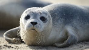 Seals and Sealions Sound Effects soundboard