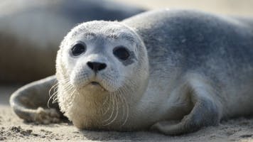 Seals and Sealions