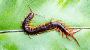 Centipede soundboard