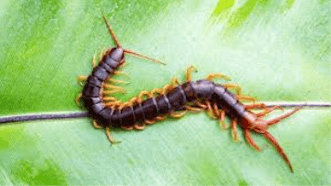 Centipede