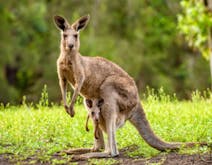 Kangaroo soundboard