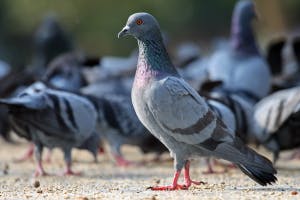 Pigeons SFX soundboard