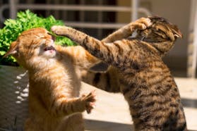 Cat Fights Sound Effects