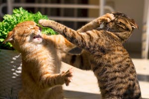 Cat Fights soundboard