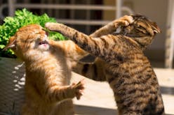 Cat Fights Sound Effects soundboard