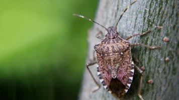 Bugs SFX