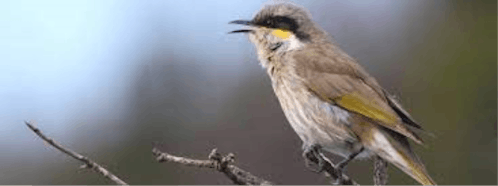 Honeyeaters