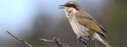 Honeyeaters Sound Effects soundboard