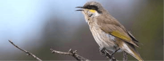 Honeyeaters soundboard