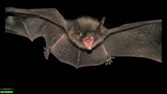 Bat Sound Effects