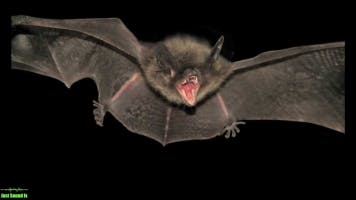 Bat Sounds