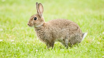 Rabbit soundboard