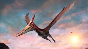 Pterodactyl soundboard