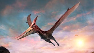 Pterodactyl