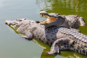 Reptiles and Amphibians Sound Effects