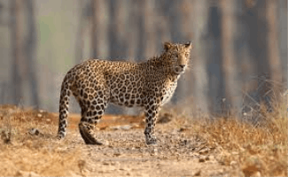 Leopard