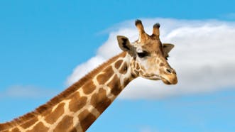 Giraffe Sound Effects