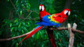 Macaw Sound Effects soundboard