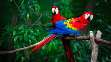 Macaw Sounds 2 soundboard