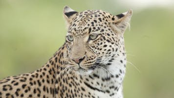 Big cats soundboard