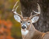 Deer Sounds soundboard