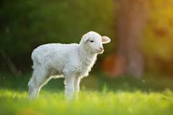 Lamb soundboard