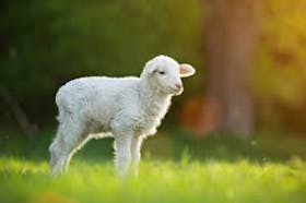 Lamb