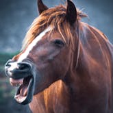 Horse Neighing soundboard