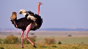 Ostrich Sound Effects soundboard