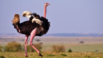 Ostrich Sound Effects