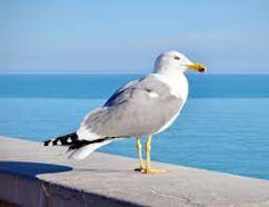 Seagull Sound Effects