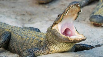 Alligator Sound Effects