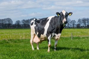 Cows Mooing soundboard