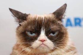 Angry cat is angry: “MEOW!” • Cat GIF Website