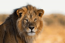 Lion Roar soundboard
