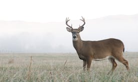 Deer soundboard