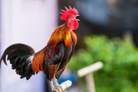 Rooster Crowing Sound Effects
