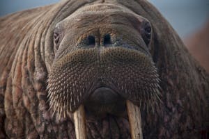 Walrus soundboard