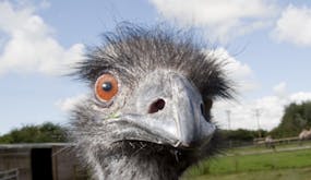 Emu soundboard