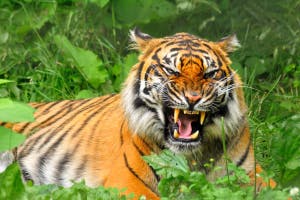 Tiger SFX