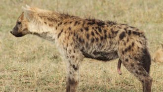 Laughing Hyenas Sound Effects