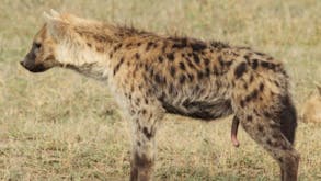 Laughing Hyenas Sound Effects soundboard