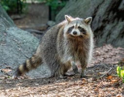 Raccoon  soundboard