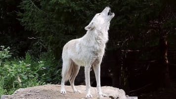 Wolf Howling
