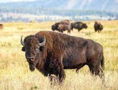 Buffalo & Bison Sound Effects