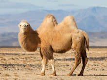 Camel Sound effects soundboard