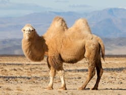 Camel Sound effects