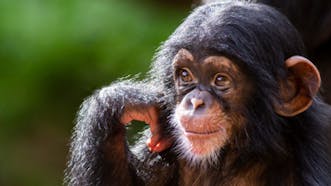 Chimpanzee Sound Effects