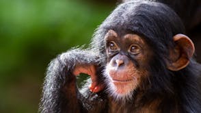 Chimpanzee soundboard