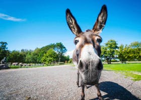 Donkey  soundboard
